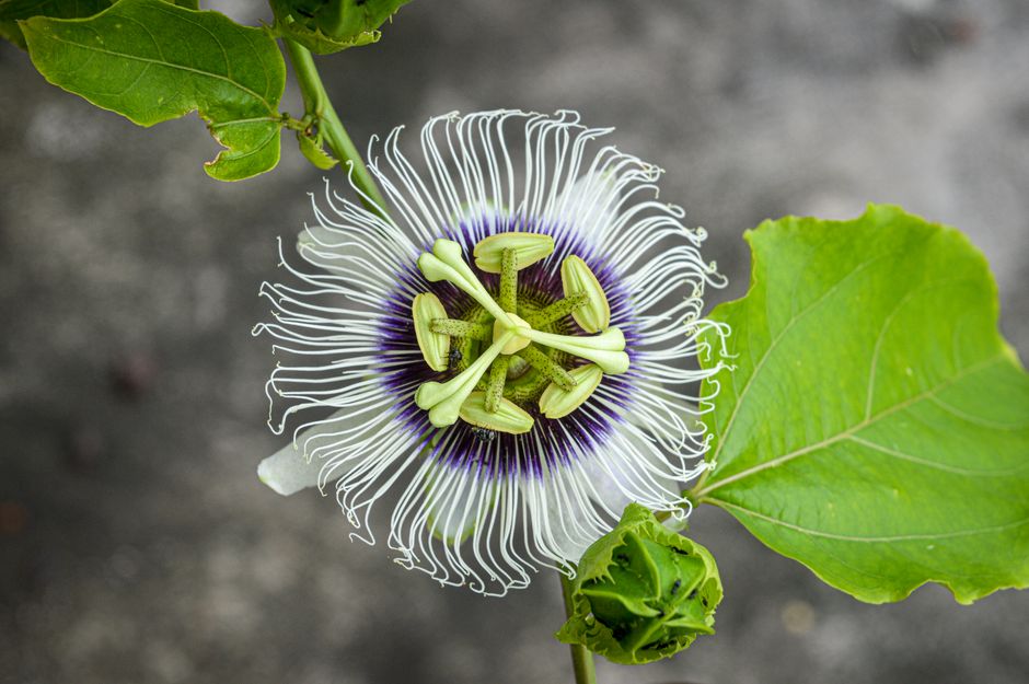 Passiflora pentru anxietate și somn: dovezi și combinații cu valeriana