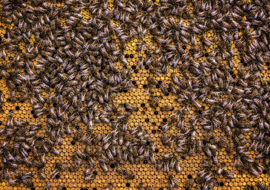 Propolis pentru gât: spray vs tablete și cum alegi un produs bun