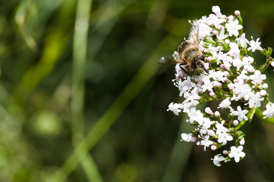 Valeriană, hamei, passiflora și roiniță: ce dovezi există